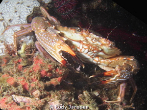 Crab by Rudy Janssen 